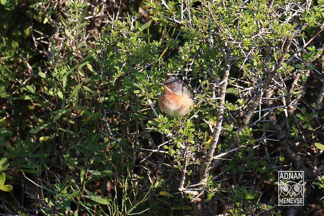 Subalpine Warbler